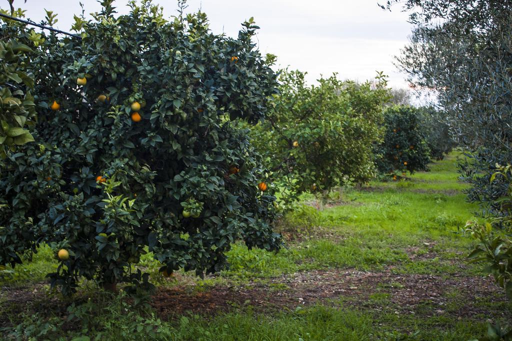 Masseria Marico กาสเตลลาเนตา ภายนอก รูปภาพ