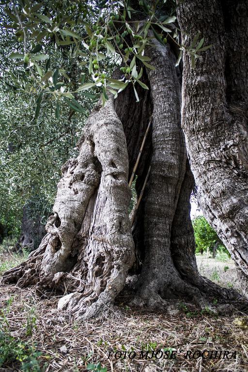 Masseria Marico กาสเตลลาเนตา ภายนอก รูปภาพ
